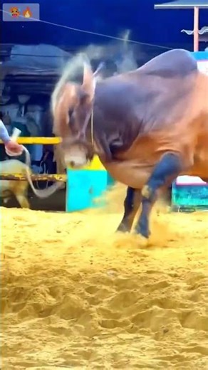 qurbani cow amazing bull #cattleworld #strongbull