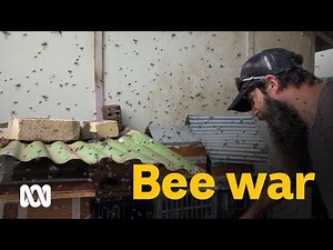 Inside two fighting bee swarms