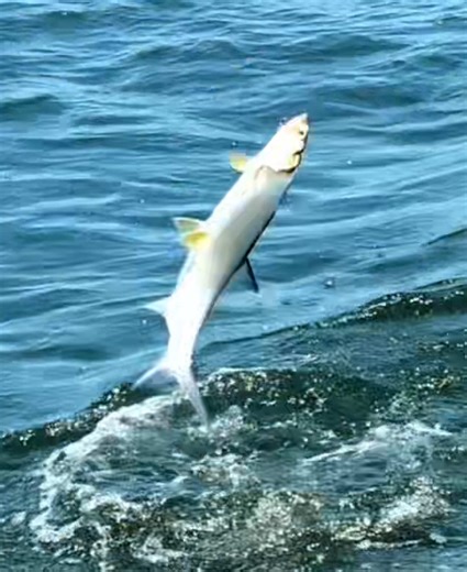 Giant Herring Fishing in Perth: Topwater Techniques
