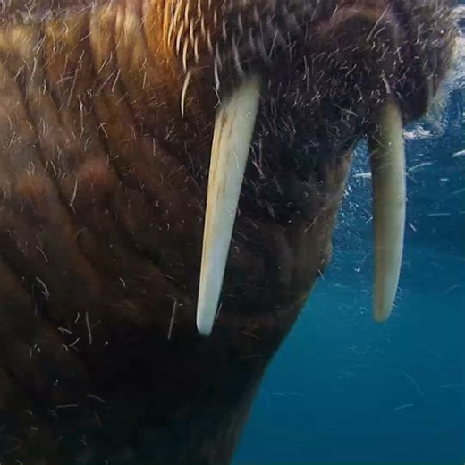 WATCH: Walruses are surprisingly social animals! Learn more about these marine mammals: https://oceana.ly/4cSCzkU | Oceana
