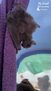 Two rescued baby bats in a flapping contest #babybat #bat #animals #wildlife #cute #rescue #skypuppy #animalsanctuary #stellaluna #fostercare #flappers #contest #competition #brothers #puppy #learningtofly #batsofinstagram | The Israeli Bat Sanctuary