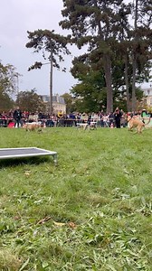 Une superbe journée s’achève… Vous étiez très nombreux à venir nous rencontrer et (re)découvrir le fabuleux monde du chien guide à l’occasion de notre Journée Portes Ouvertes 2024, les Chiens Guides Days ! ☀️🦮 Un immense merci à nos super bénévoles, toujours au rendez-vous, qui nous ont aidé avec le sourire et une magnifique énergie. Merci à nos maîtres de chiens guides pour leurs partages et leurs témoignages touchants, qui nous rappellent à chaque instant la beauté de cette mission. Merci à n