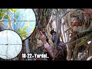 EP19-Airgun Adventure Philippines | BAGONG SPOT | COMMON BIRDS HUNTING..