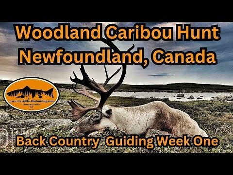 Back Country Woodland Caribou Hunting Newfoundland - Big Game Guiding 2024 Part 1 of 3