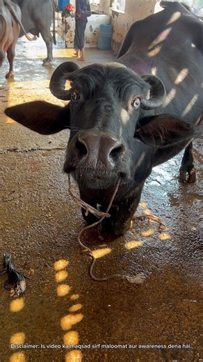 Halal Mein Zero Compromise 😱 | Slaughterhouse Ka Real Process