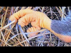 #178🦅Captiva Eagle Nest／Clive💗Connie／Window To Wildlife／Captiva Eagle Cam | 4K PTZ | Connie & Clive
