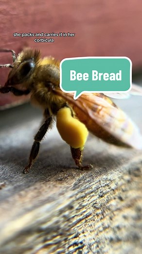 All About Bee Bread: Benefits, Taste, and How to Make It