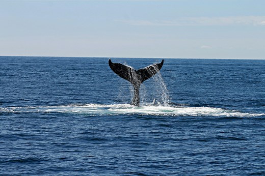 ​​Avoidance, confusion, solitude: whales react to rising noise pollution