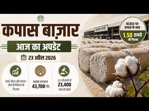 Cotton price rate today