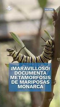 ¡81 días de magia! Así documentaron la metamorfosis de mariposas monarca en plena CDMX