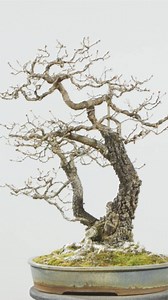 11K views · 2K reactions | Turkish Oak Transformation. Enjoy the stunning transformation of this Turkish Oak bonsai as it evolves into a masterpiece. From shaping to refinement, witness the artistry and care that brings this tree to life. . . . . . #bonsai #bonsaitree #bonsaiwork #bonsaiartist #bonsaiworld #turkishoak #oakbonsai | Bonsai Mirai | Facebook