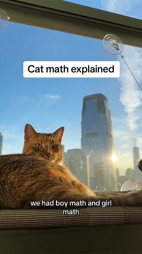 Cat math >> #boymath #catmath