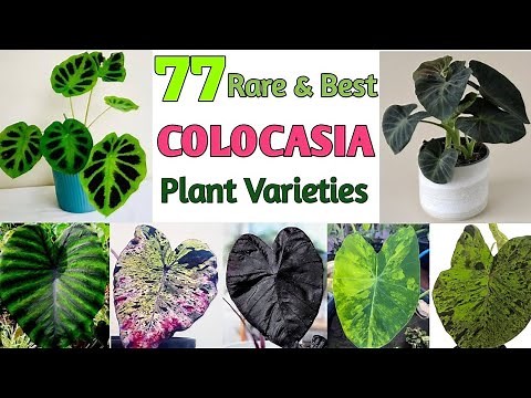 77 COLOCASIA SPECIES | COLOCASIA Plant Varieties with Names | Plant and Planting