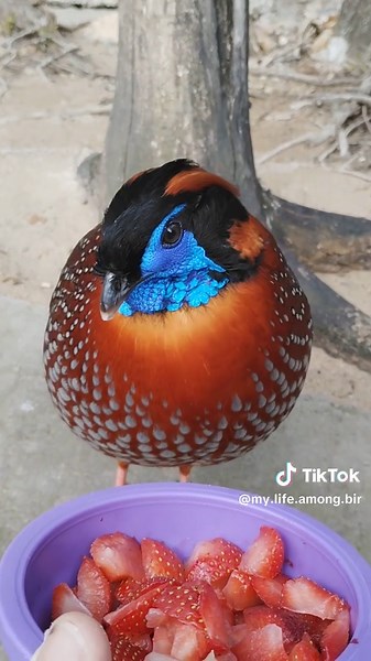 YOU ARE WHAT YOU EAT 🍓 #animals #animales #aves #birds #nature | birds