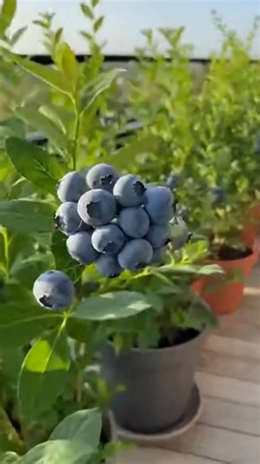 Blueberries: With this simple trick, I can grow them endlessly at home! Read more: | Life Simplified