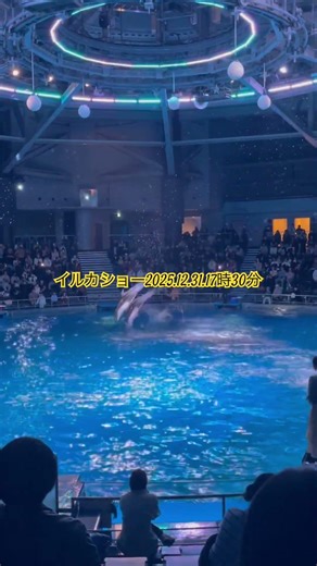 イルカショー2025.12.31.18時30分 #イルカショー #イルカ #dolphin #show #tokyo #japan