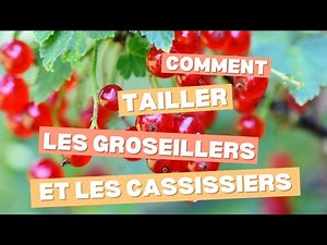 Comment je taille les groseillers et cassissiers
