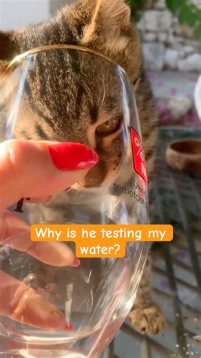 Cats don’t trust anything… not even water.
