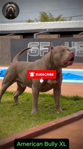 American Bully XL Puppy to MASSIVE MUSCLE BEAST — The Gentle Giant! 💪🐾 #AmericanBullyXL #MegaMutts