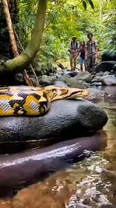 Python and Electric Eel Face Off at a Rocky Jungle Creek While Tourists and a Monkey Watch 😮🐍🤯 #wildlife #animals | Riteek Kashyap