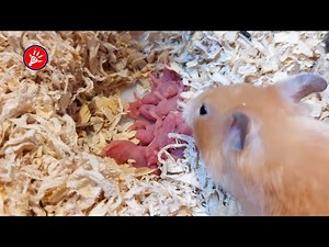[ Day 1 ] Syrian Hamster Babies Growing Up | Hamster Survival 🐹23