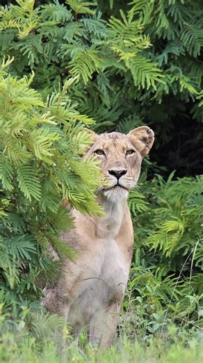 A stunning lioness stands poised at the roadside, her golden eyes locked on a herd of zebras grazing on the opposite side — a quiet moment of tension where instinct, patience, and the wild hold their breath. #krugernationalpark #wildlife #nature #lions #wildlifephotography | Our Wild Journal