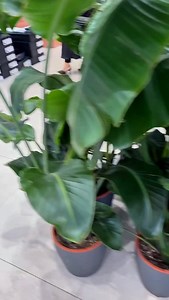 36K views · 1.3K reactions | „Dámy, zastavte scroll… protože tohle je...