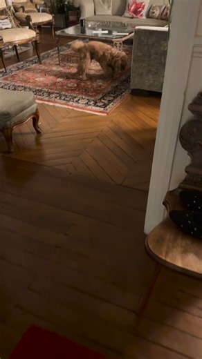 Who’s got the ZOOMIES Zoomies does have a better ring to it than Frenetic Random Activity Periods ⏩ What usually sets off that unmistakable explosions of energy for you? 🤩 Hugo’s most common zoomie triggers are: meal time, post bath, and after going n#2 #zoomies #zoomiesfordays #dogzoomies #happydog #cockapoo #zoomzoom #dogsarelife #dogparents #sillydog #doodle #dogmom #poodlemix #oodle #labradoodle #goldendoodle #spoodle #dogdad zoomies | Hugo le Beau