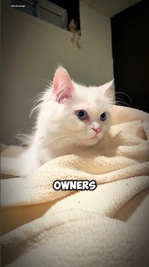 Turkish Angora Cats Graceful Beauties with Playful Hearts #turkishangora #elegantcats #graceful