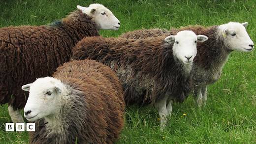 Sheep Fact File
