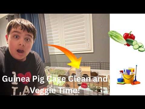 Guinea Pig Cage Clean and Veggie Time!