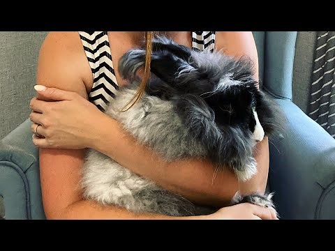 How To Hold Your Angora Rabbit For Grooming and Clipping