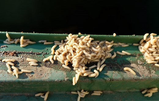 Pourquoi j’ai des vers blancs à la maison ? Et comment les éliminer ?