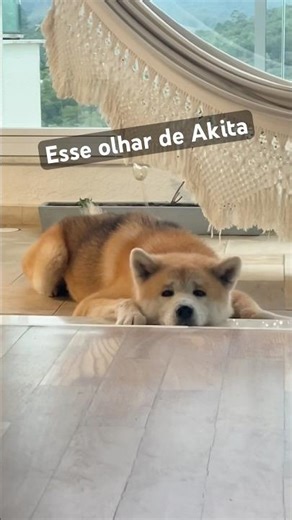 O olhar doce de um Akita #akitainu #pets #petsfofinhos #cachorros