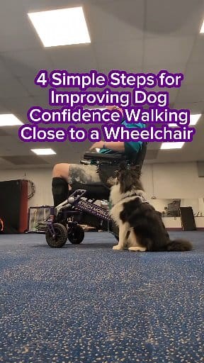 Whilst some dogs are super confident with wheelchairs from the get go, some need a little more support to build their confidence, particularly little dogs who are sometimes smaller than the wheels! 🐾♿ Sparrow is generally a confident puppy, but he's not a huge fan of being close by the electric wheelchair when it's moving. Here's 4 simple steps I used in a training session to help build his confidence walking near the chair, that you can use too, if your dog isn't super scared of your wheelchai