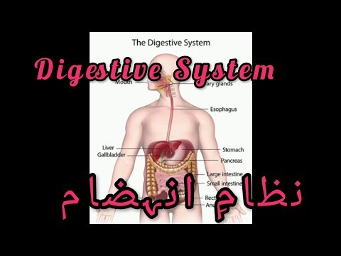Digestive System Project by Taherim & Nabiha