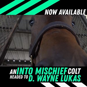  Own Racing Royalty! Trust But Verify, a son of Into Mischief trained by "Coach" D. Wayne Lukas could be yours through MyRacehorse. Don’t just watch the action—be part of it. Limited shares available. ✨ 혮혺혳혢혤혦혩혰혳혴혦.혤혰혮/혥혪혴혤혭혢혪혮혦혳 | MyRacehorse | Facebook