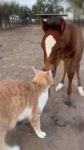 A Cat Who Became a Foal’s Mom 💖