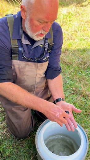 6.2K views · 63 reactions | One Mussel Minute on a Monday What is the Glenelg Freshwater Mussel and why do we have a project for it? The guru of GFMs, Tarmo, explains it in just one minute! #ariscience Gunditj Mirring Threatened Species Commissioner Victorian Fisheries Authority Department of Climate Change, Energy, the Environment and Water | Glenelg Hopkins CMA | Facebook