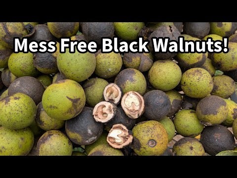 How I Process Black Walnuts for LESS MESS!
