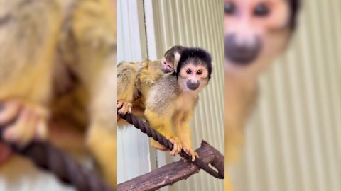 Perth Zoo welcomes tiny Bolivian squirrel monkey newborn