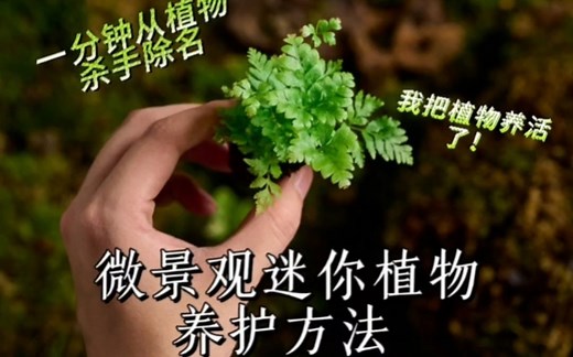 干货！微景观常用造景植物种植及养护教程