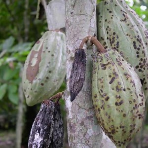 2.6K views · 95 reactions | Black pod (Phytophthora pod rot) of Cocoa | Plants Health | Facebook