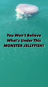 25K views · 108 reactions | 謁Have you ever seen anything like this before? Look at this monster jellyfish and the entire ecosystem of fish below it. The tentacles just keep going and going. Looks like those fish are tiny Permit. #saltstrong #jellyfish #saltwater #saltwaterfishing #oceanlife #ocean #nearshorefishing #neature #fishingreel #oceanreels | Salt Strong | Facebook