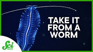 How a gelatinous worm could inspire marine robots