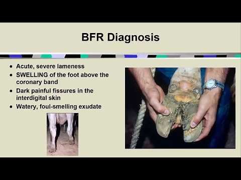 Foot Rot and Digital Dermatitis