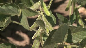 The history behind the heat and how crops make a difference