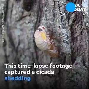 20K views | As Brood X cicadas continue to emerge in the U.S., this cicada was captured shedding its exoskeleton. | USA TODAY Video | Facebook