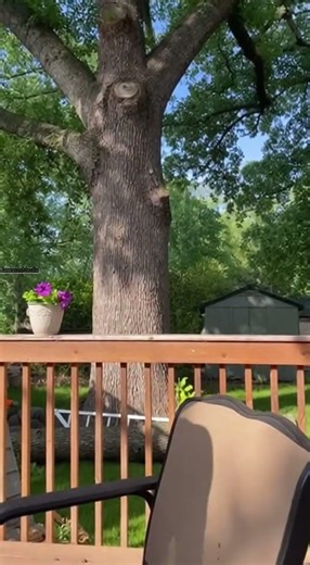 Massive Tree Branch Snaps Early, Arborist Swings From Safety Line 🌳💥