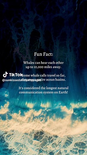 Whale Calls: The Longest Communication System in Nature